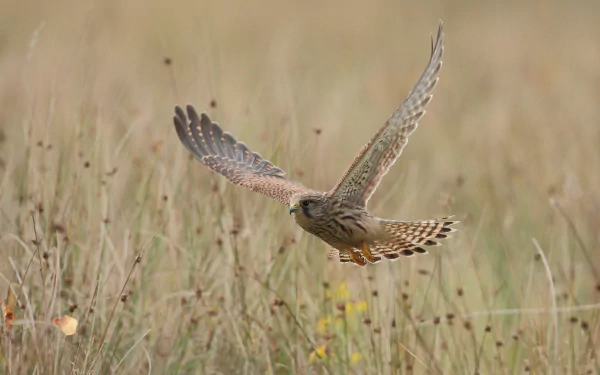 Animal kestrel HD Desktop Wallpaper | Background Image