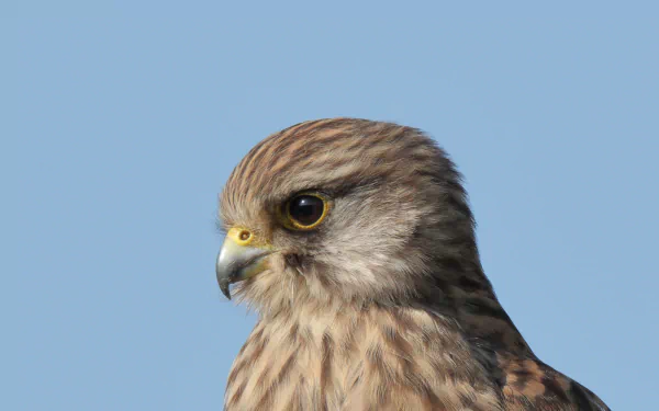HD desktop wallpaper featuring a close-up of a kestrel bird against a clear blue sky, highlighting its detailed feathers and sharp gaze.