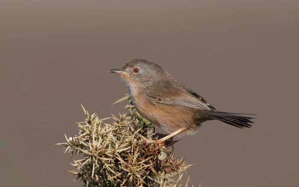  Dartford Warbler (Curruca undata) by Hammerchewer