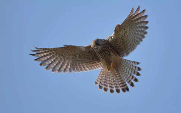 HD desktop wallpaper featuring a kestrel bird in mid-flight against a clear blue sky, showcasing detailed feathers and graceful wing spread.