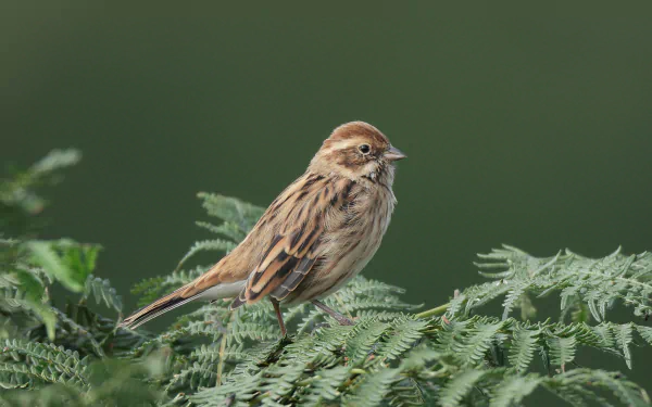 HD desktop wallpaper showing a close-up of a bunting bird perched on green foliage against a blurred green background.