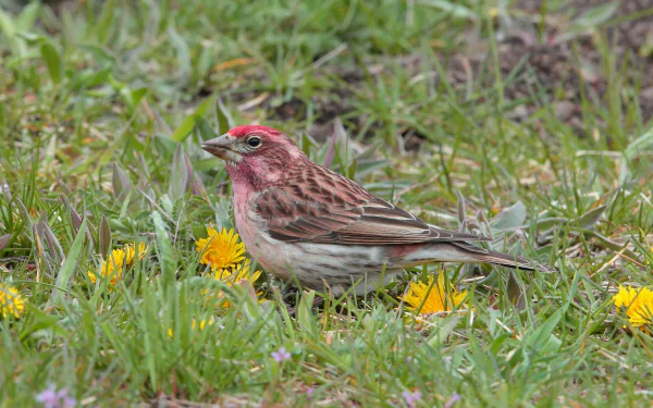  Cassin's Finch by Hammerchewer