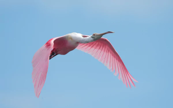 Animal roseate spoonbill HD Desktop Wallpaper | Background Image