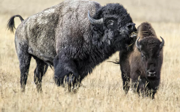 Animal american bison HD Desktop Wallpaper | Background Image