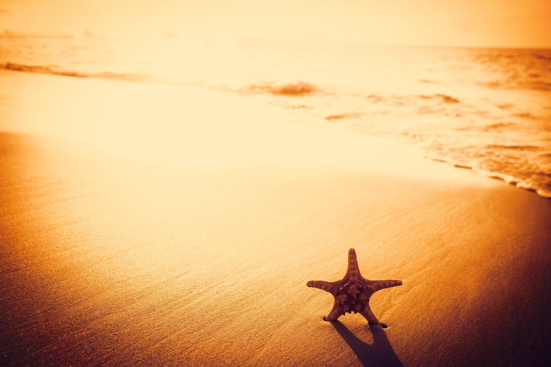 A starfish rests on sandy beach at ocean shore during a warm sunset, captured in 4K Ultra HD for a serene desktop wallpaper.