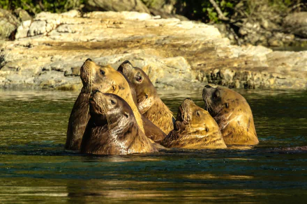 Animal sea lion HD Desktop Wallpaper | Background Image
