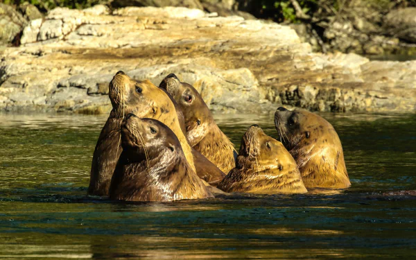 Animal sea lion HD Desktop Wallpaper | Background Image