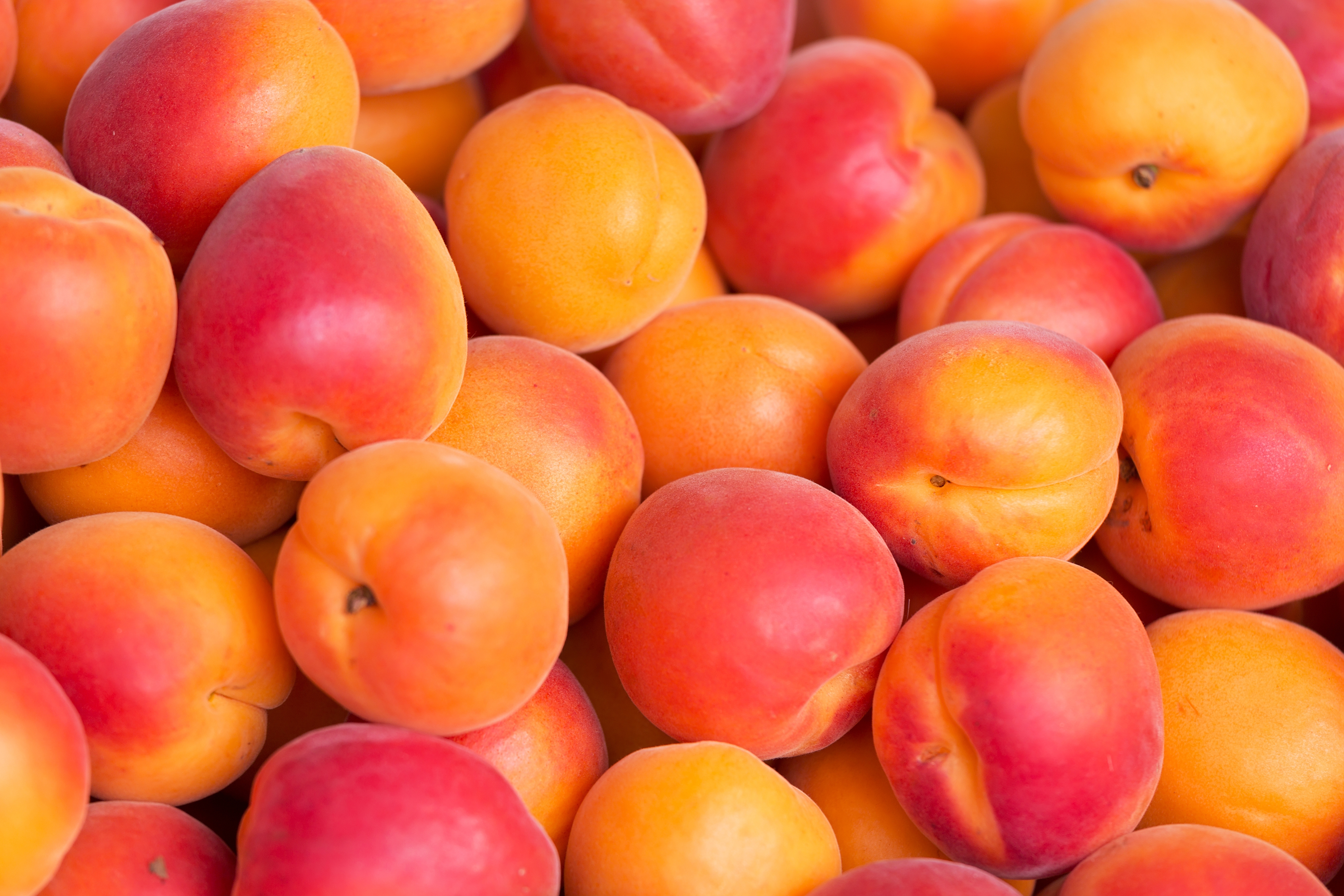 Apricot Images Fruit At Grant Schaefer Blog