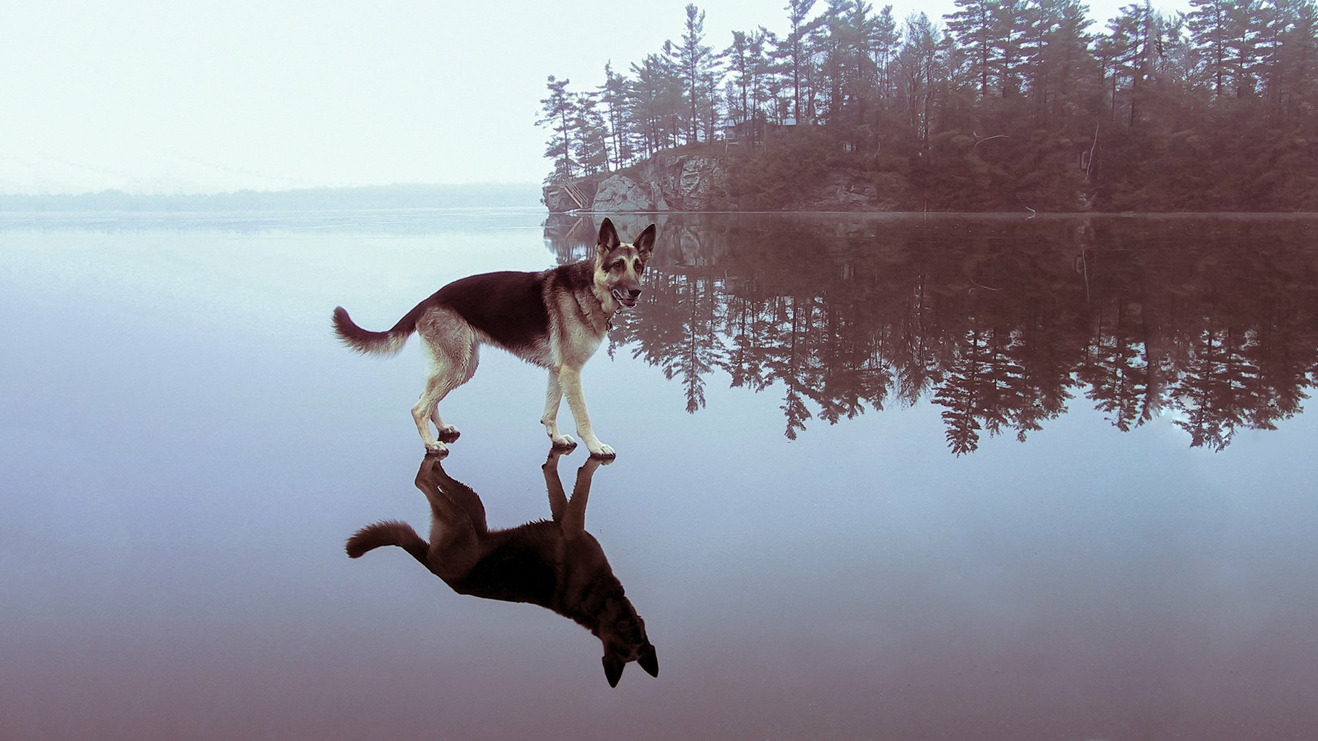 HD desktop wallpaper of a German Shepherd standing on a calm water surface, creating a perfect reflection with a misty forest background.