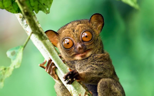 Wide-eyed tarsier clinging to a branch against a lush green bokeh — animal HD PC desktop wallpaper and background.