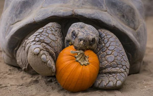Close-up of a Galápagos tortoise holding a small orange pumpkin, featured as a HD PC desktop wallpaper and background.