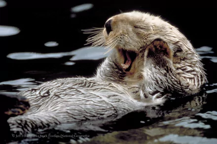 Animal sea otter HD Desktop Wallpaper | Background Image