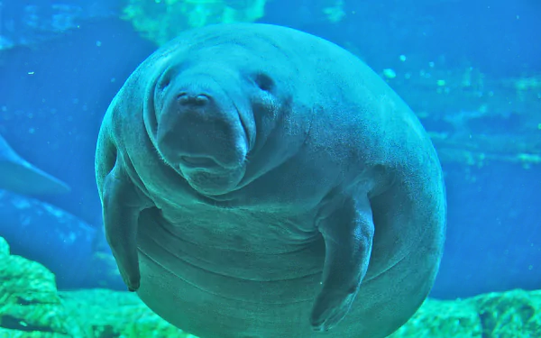  Steller's Sea Cow