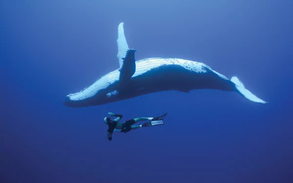 humpback whale diver Animal whale HD Desktop Wallpaper | Background Image