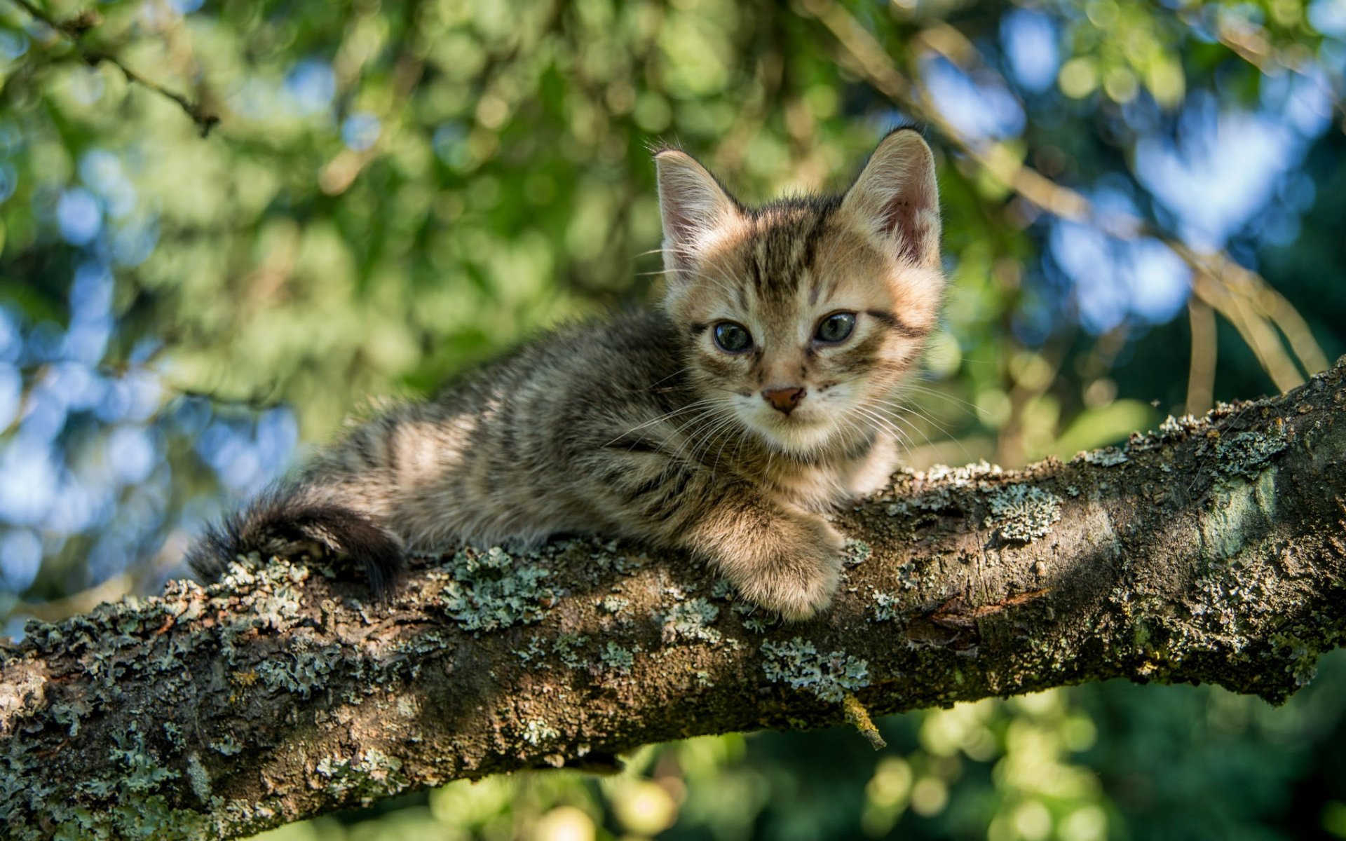 Adorable Kitten HD Wallpaper: A Cute Cat in Nature