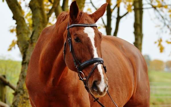 Animal Horse HD Wallpaper | Background Image