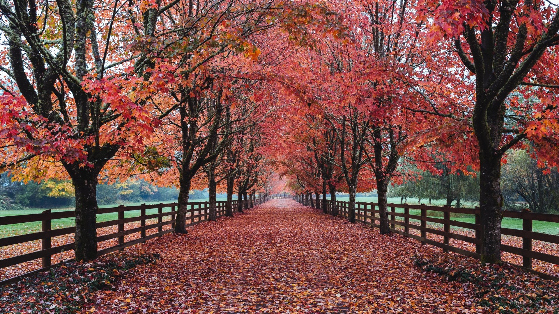 Download Tree Fall Man Made Road 4k Ultra HD Wallpaper | 5800x3263 ...
