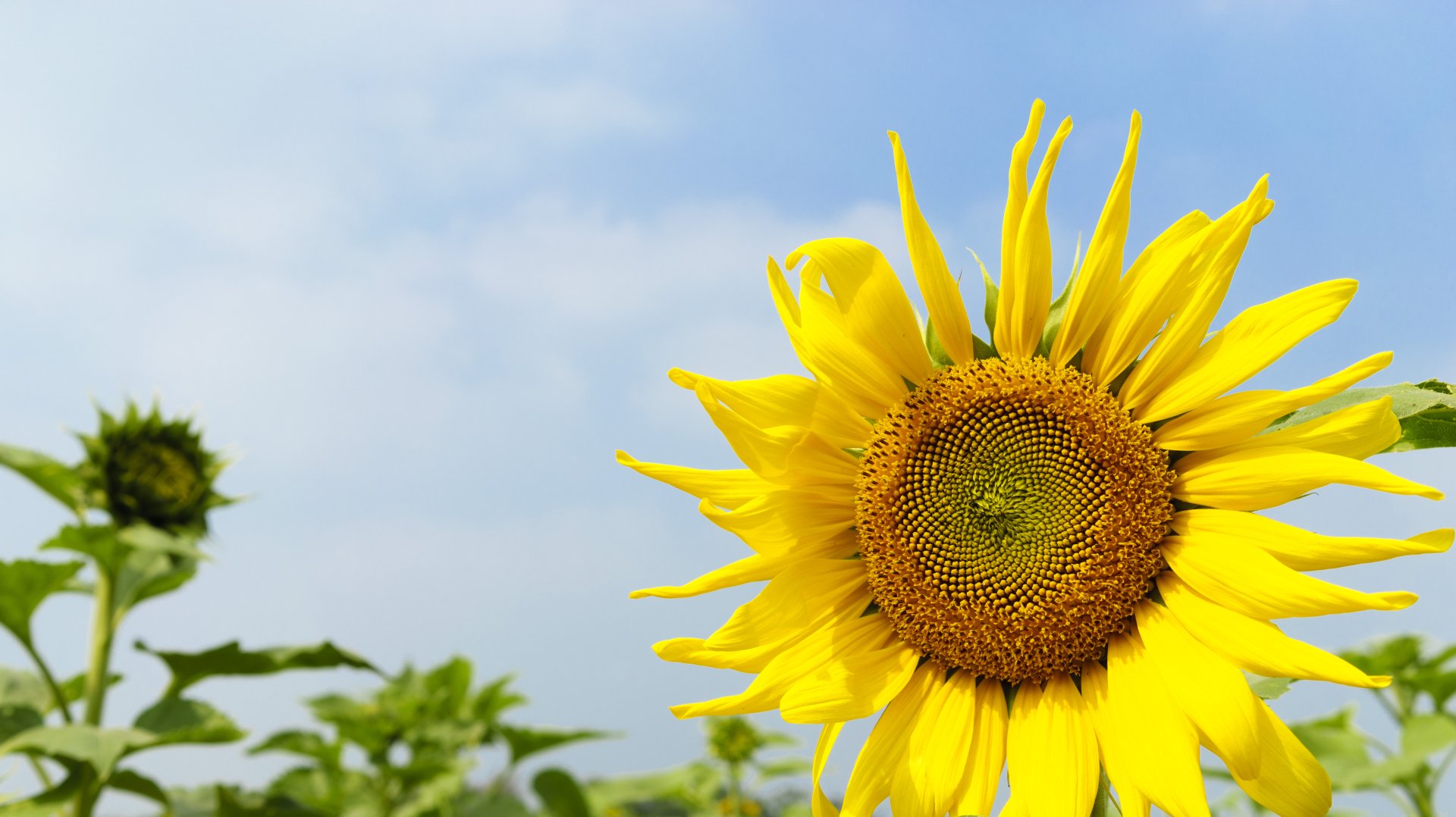 Download Bright Yellow Flower Flower Nature Sunflower 4k Ultra HD Wallpaper by 綾小路 葵