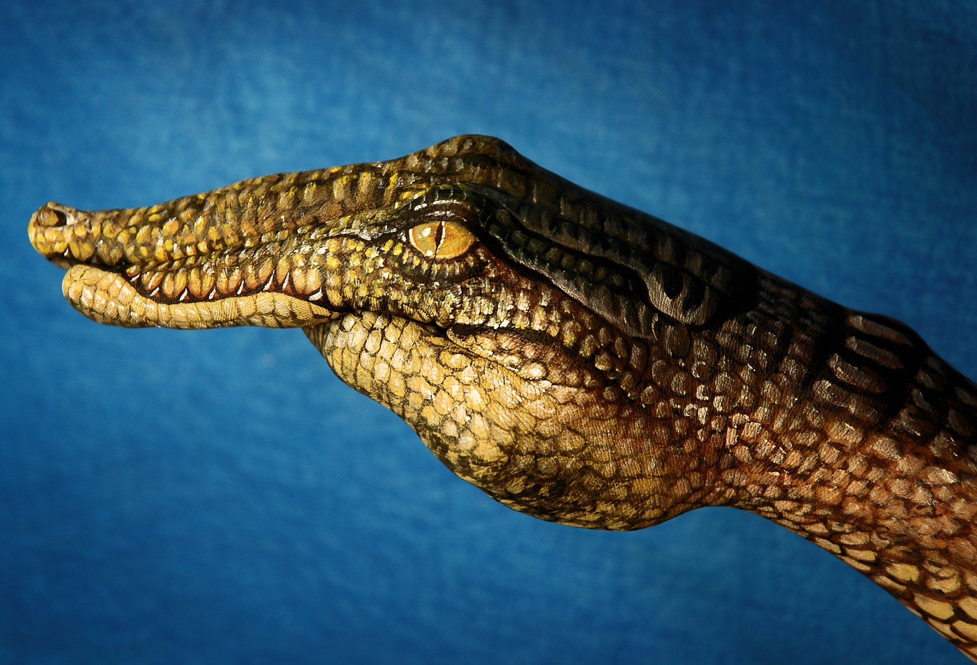 Download Crocodile Photography Hand HD Wallpaper