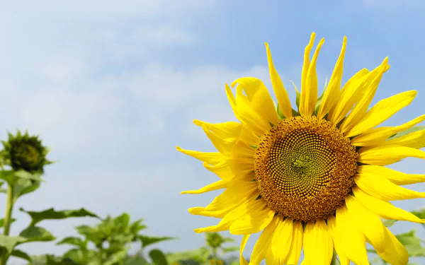  Beautiful Large Yellow Sunflower by 綾小路 葵