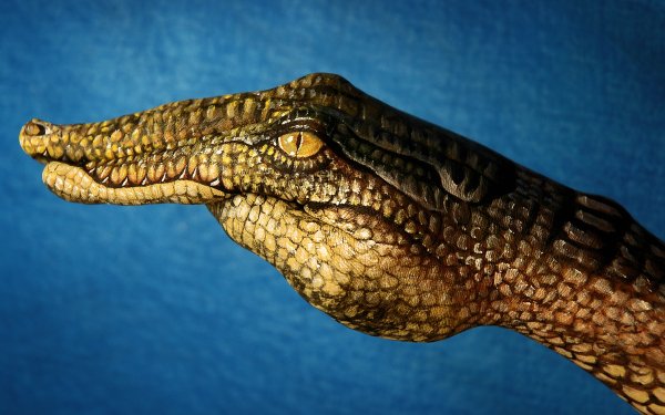Photography Hand Crocodile HD Wallpaper | Background Image