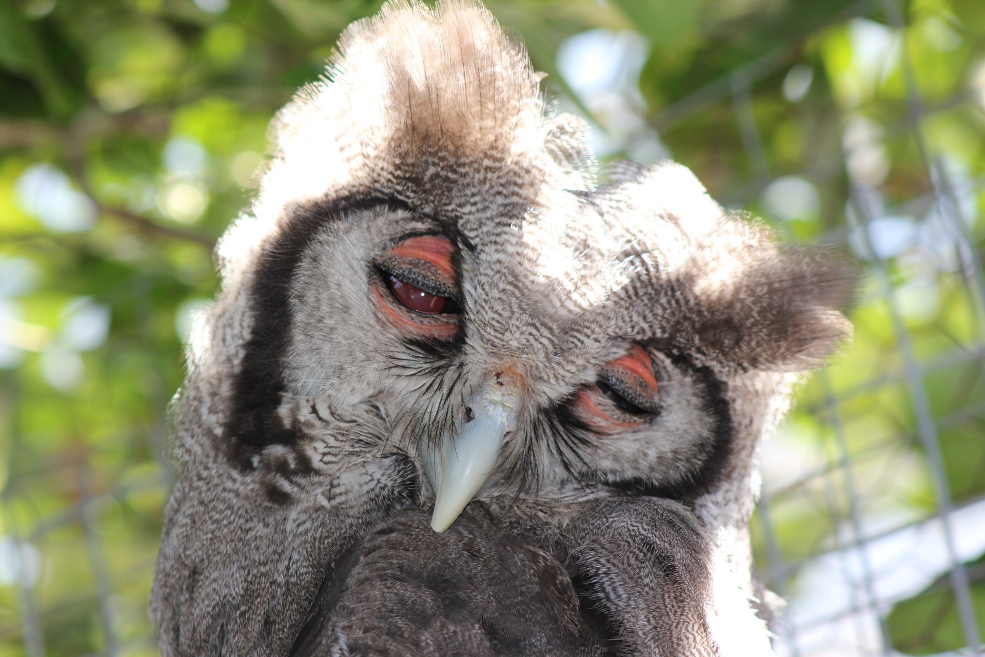 Close-up of a detailed owl with bright red eyes perched among foliage, captured in 4K Ultra HD for a vivid PC desktop wallpaper and background.