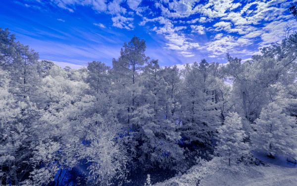 Frosted trees and a snow-covered forest create a tranquil winter landscape under a vibrant blue sky, captured in stunning 4K Ultra HD resolution.