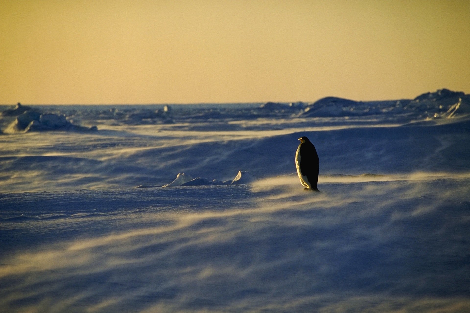 Download Antarctica Snow Animal Penguin HD Wallpaper