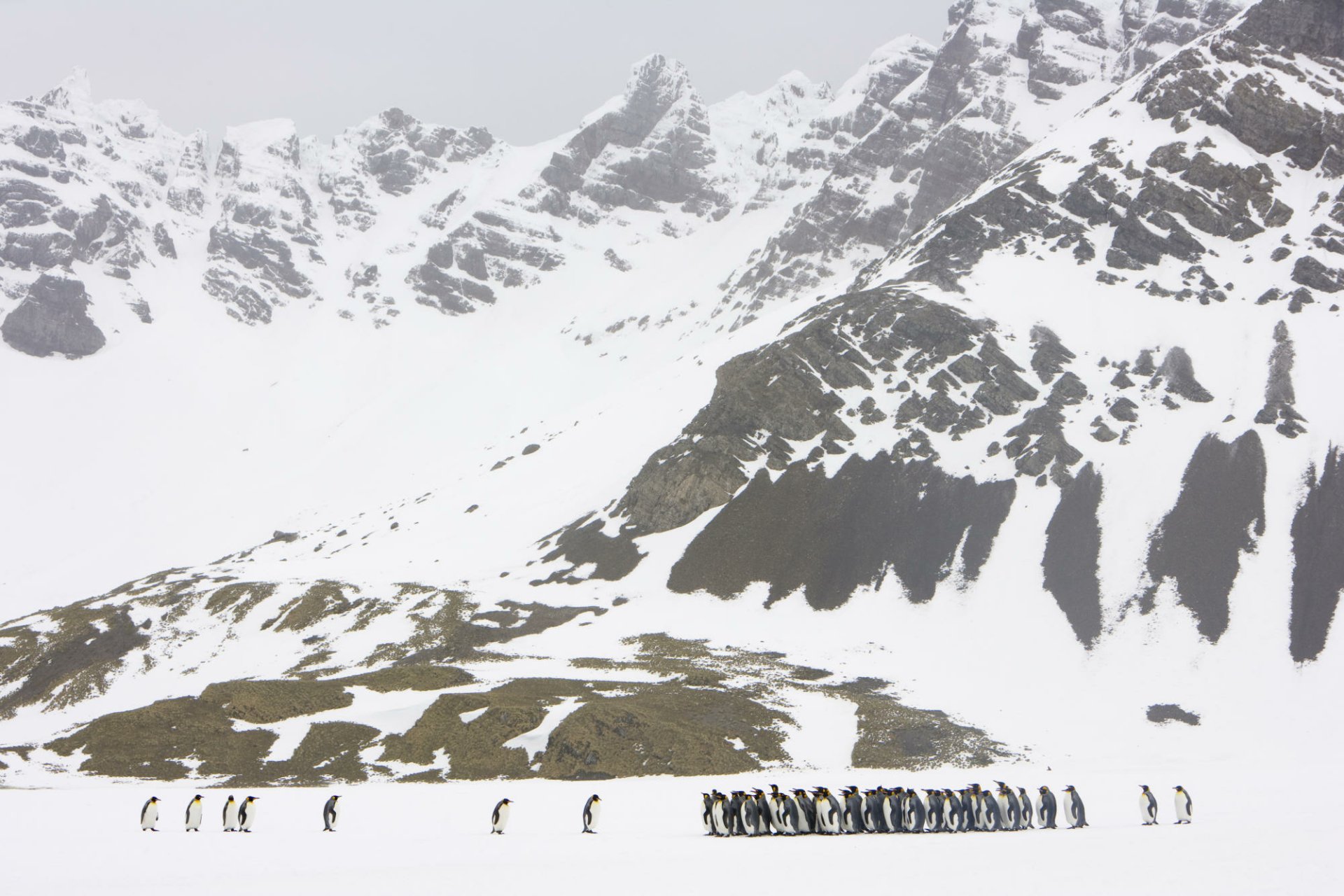 Download Animal Penguin HD Wallpaper