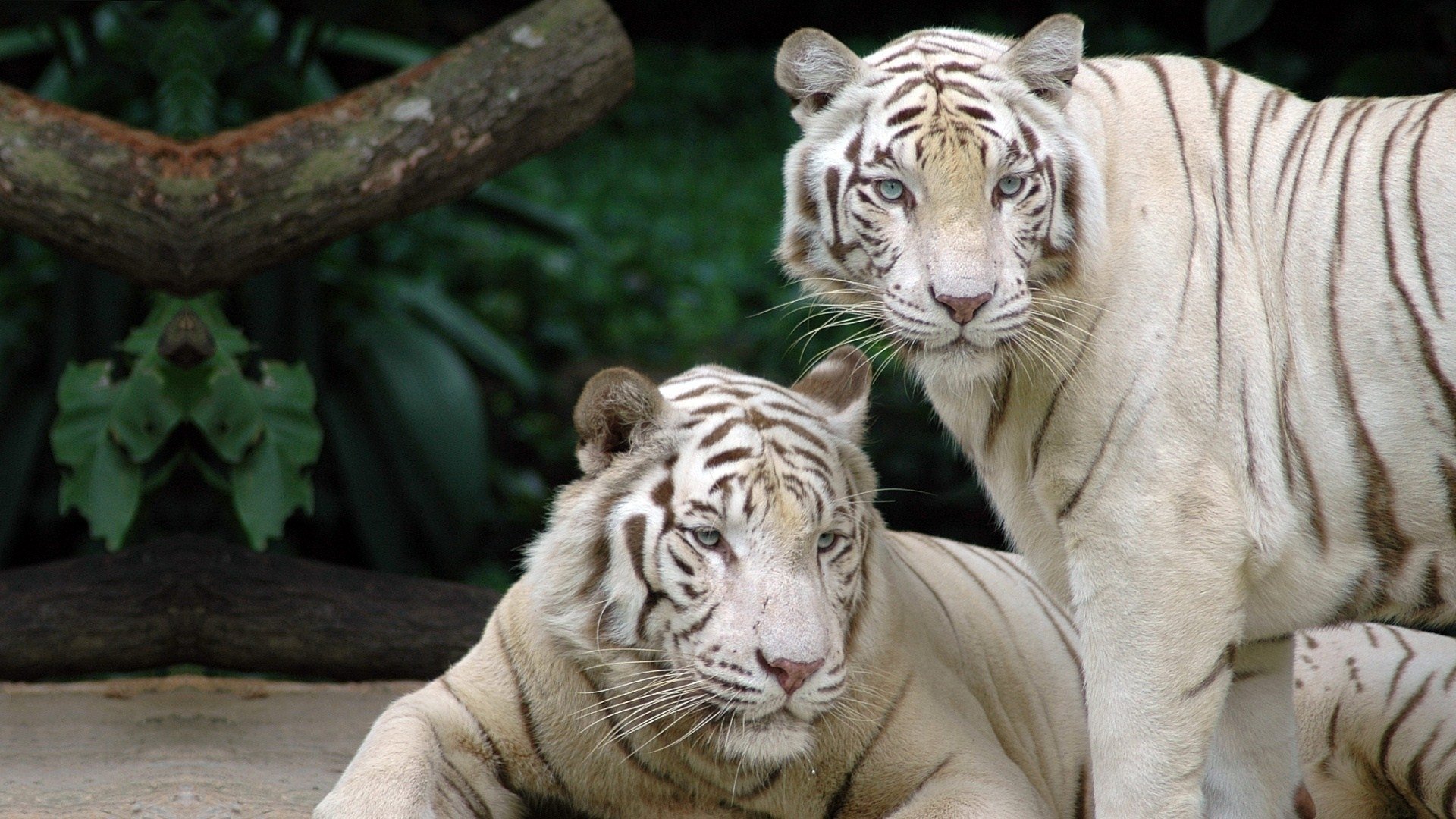 HD PC desktop wallpaper background: animal — two white tigers, one standing and one reclining amid foliage, soft natural light