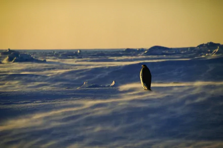 Antarctica snow Animal penguin HD Desktop Wallpaper | Background Image