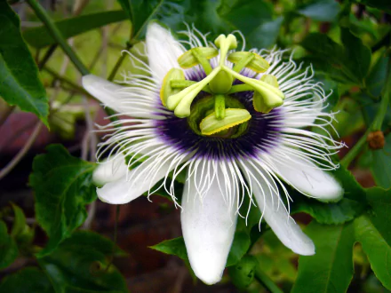  Passiflora, known also as the passion flowers or passion vines