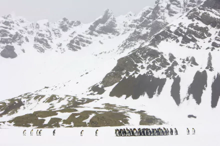 Animal penguin HD Desktop Wallpaper | Background Image