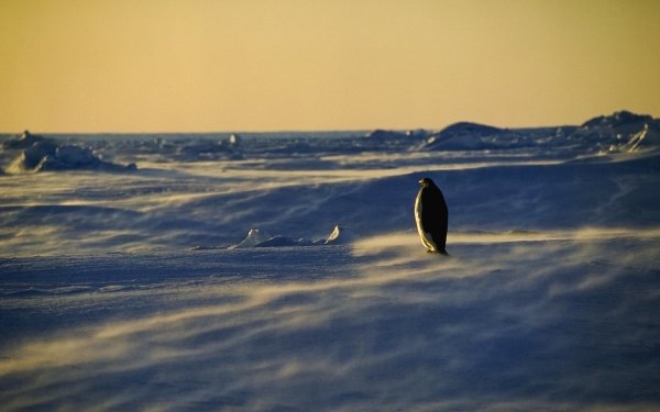 Animal Penguin Birds Penguins Snow Antarctica HD Wallpaper | Background Image