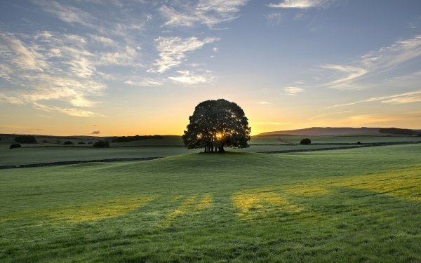 Earth Tree Trees Sunrise Dawn England Morning Meadow HD Wallpaper | Background Image
