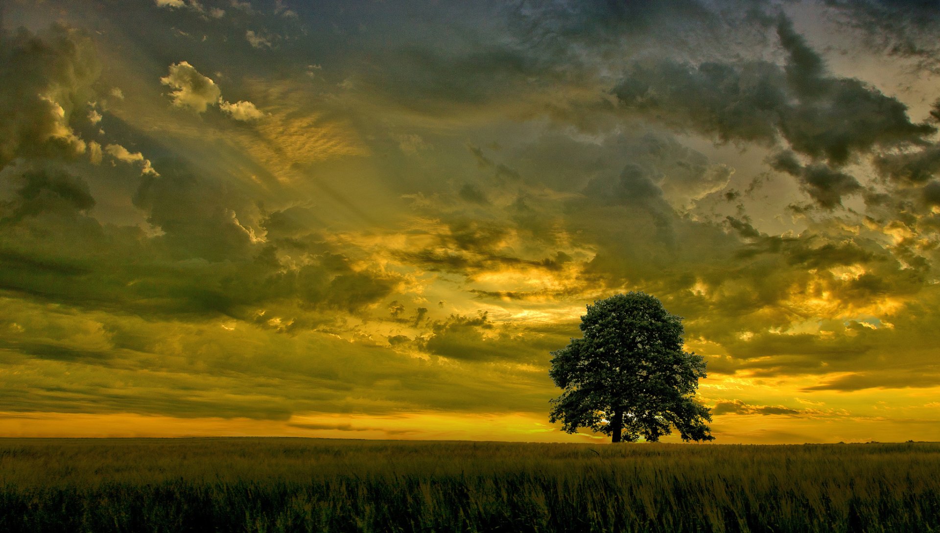 Download Field Sunset Cloud Sky Nature Tree HD Wallpaper