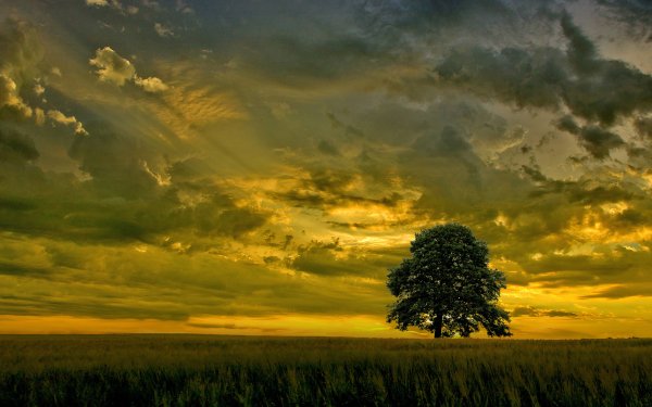 Earth Tree Trees Sky Cloud Sunset Field HD Wallpaper | Background Image