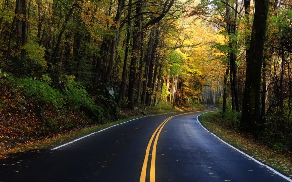 Man Made Road Forest Fall HD Wallpaper | Background Image