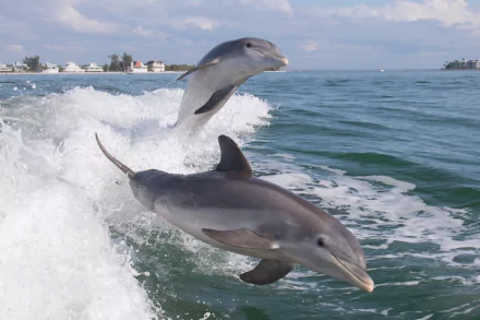 Animal dolphin HD Desktop Wallpaper | Background Image