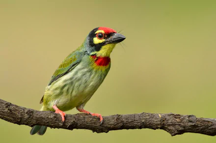 Coppersmith Barbet bird Animal Barbet HD Desktop Wallpaper | Background Image