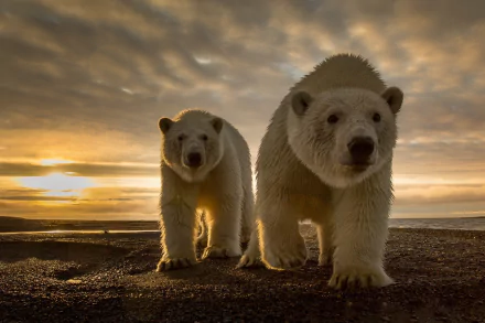 A stunning HD wallpaper featuring two polar bears against a dramatic sunset backdrop, capturing the beauty of wildlife in a serene, golden-lit environment.