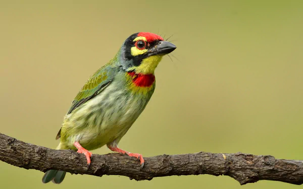 Coppersmith Barbet bird Animal Barbet HD Desktop Wallpaper | Background Image