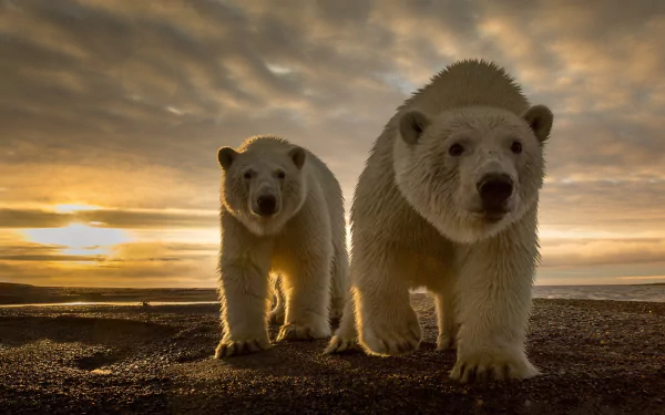 A stunning HD wallpaper featuring two polar bears against a dramatic sunset backdrop, capturing the beauty of wildlife in a serene, golden-lit environment.
