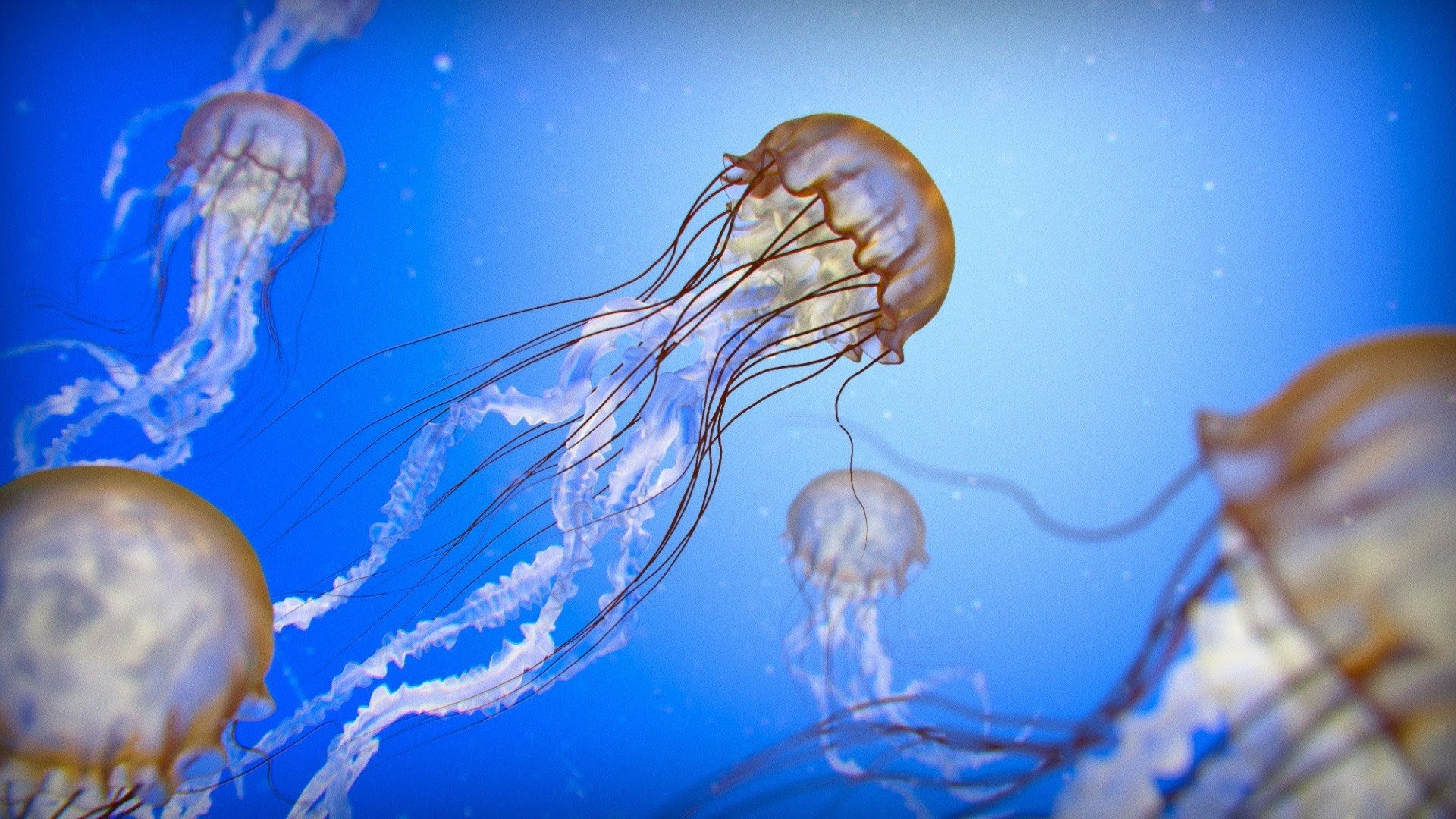 Медуза плывет