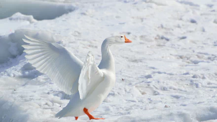 White snow goose, a white bird with orange bill and feet, wings outstretched on snow — 4K Ultra HD PC desktop wallpaper/background.