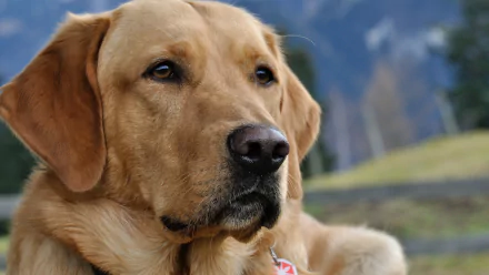 Close-up of a Labrador Retriever with a calm expression, set against a natural backdrop. This image serves as a vibrant 4K Ultra HD desktop wallpaper.