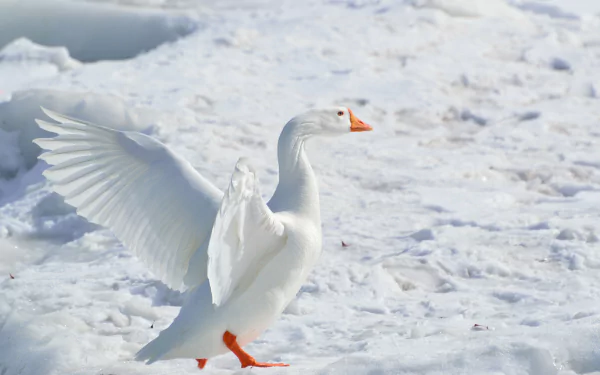 White snow goose, a white bird with orange bill and feet, wings outstretched on snow — 4K Ultra HD PC desktop wallpaper/background.
