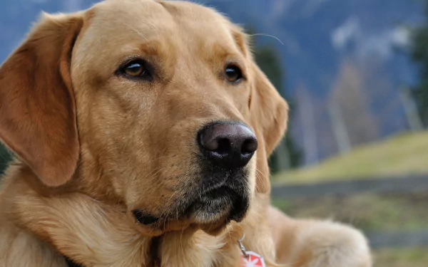 Close-up of a Labrador Retriever with a calm expression, set against a natural backdrop. This image serves as a vibrant 4K Ultra HD desktop wallpaper.