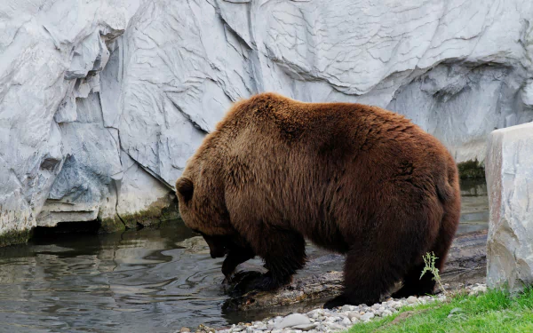  Brown Bear in a zoo by Jörg Möller