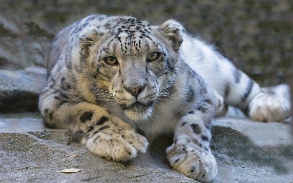 Animal Snow Leopard Cats Cat Wildcat Stare HD Wallpaper | Background Image